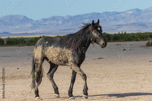 Beautiful Wild Horse in the Utah Desert