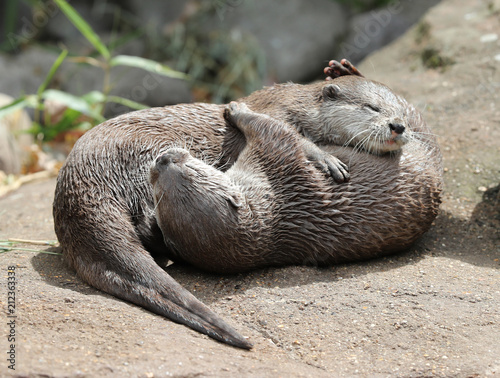 Close up of  Asian Short Clawed Otters cuddling 