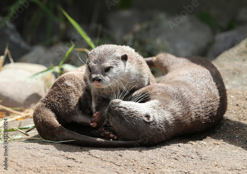 Close up of  Asian Short Clawed Otters cuddling 