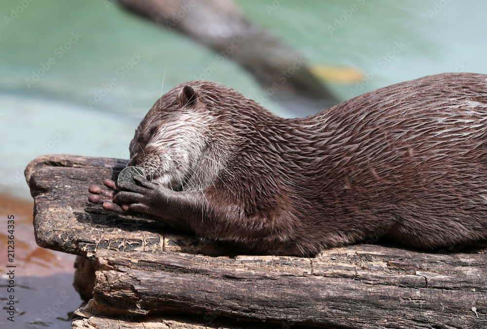 Obraz premium Close up of an Asian Short Clawed Otter playing with a 10p coin