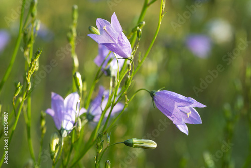 violet bells flowers Campanula rotundifolia harebel macro