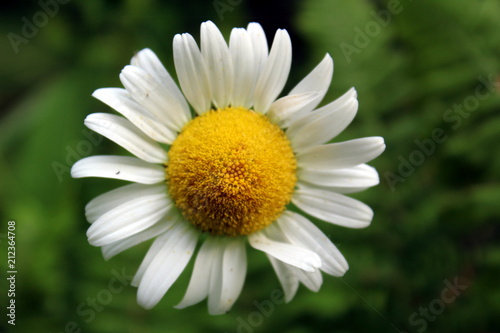Close Up of a Daisy Blossom