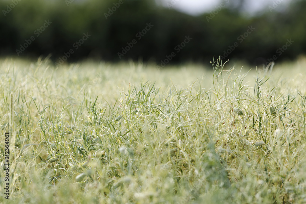 Spring field with growing Grass pea (Lathyrus sativus) plants