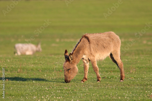 Donkey grazing grass on the field
