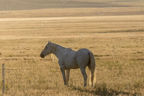 Beautiful Wild Horse in the Utah Desert