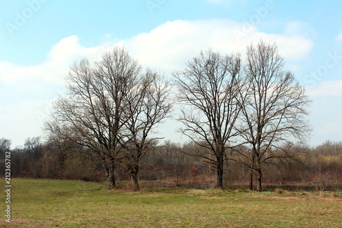 Four tall mighty trees without leaves surrounded with uncut winter grass with small dried forest vegetation and cloudy sky in background