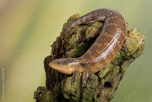 Blue Tongued Skink (Tiliqua scincoides chimaerea)/Tanimbar Blue Tongued Skink on large piece of tree bark photo