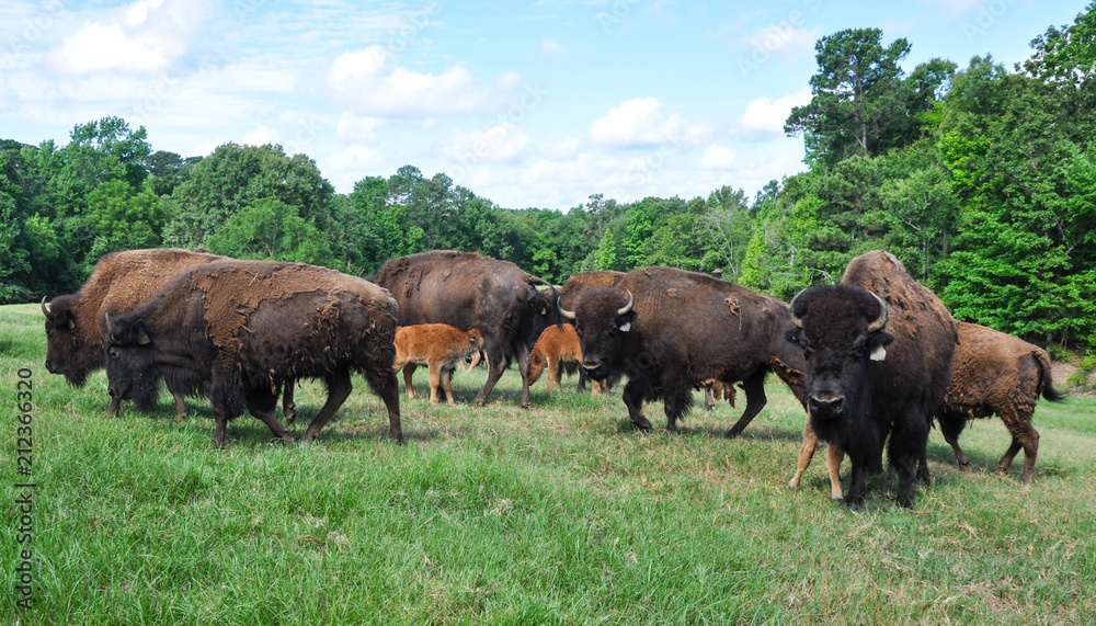 Buffalo Roaming in a Field 