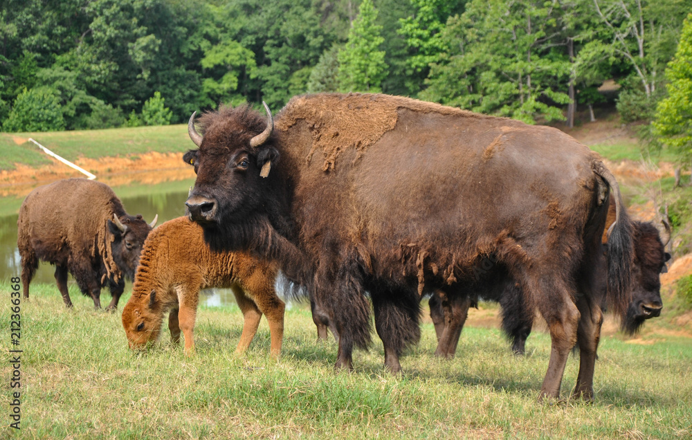 Buffalo Roaming in a Field 