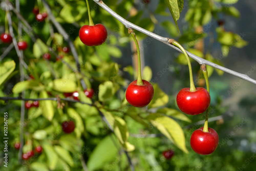 Cherry or sweet cherry on the tree Cherry or sweet cherry on the tree