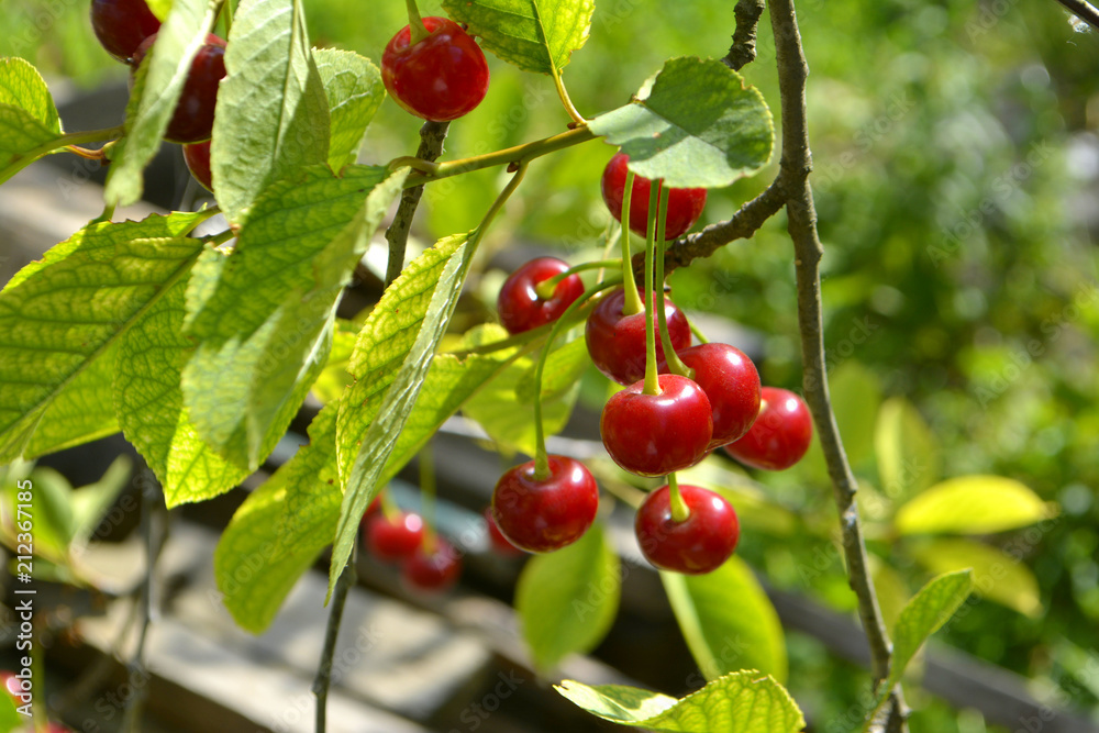 Obraz premium Cherry or sweet cherry on the tree