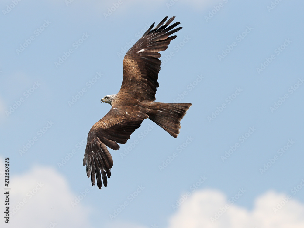 Close up of a Black Kite in flight Close up of a Black Kite in flight