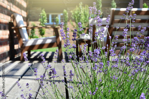Fototapete Lavender in the modern backyard garden terrace