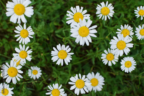 White daisy  Bellis Perennis  flower blooming on green blurred meadow grass as colorful floral background top view.