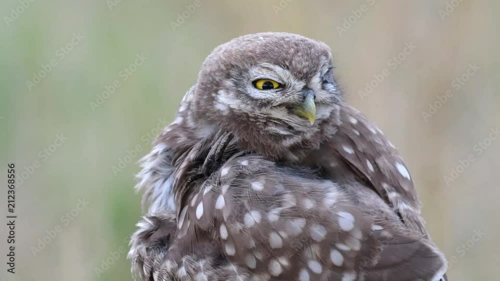 young Little owl (Athene noctua) cleans its feathers. Close Up. young Little owl (Athene noctua) cleans its feathers. Close Up.