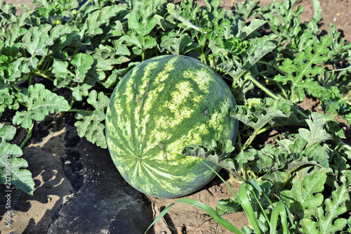 Watermelon farmland