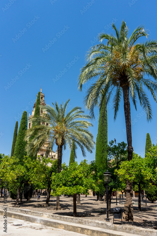 Spain, Cordoba, LOW ANGLE VIEW OF PALM TREES AGAINST CLEAR BLUE SKY