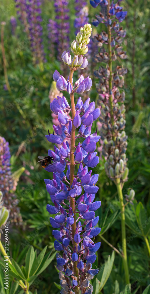 Obraz premium Blue Flowers Veronica. The flowers grow in the field. Veronica - genus of flowering plants in the family plantaginaceae.