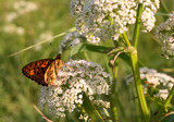 Silver-washed fritillary butterfly -Argynnis paphia- with open wings sunbathing on a white field flower. Two butterflies. Orange with black spots wings
