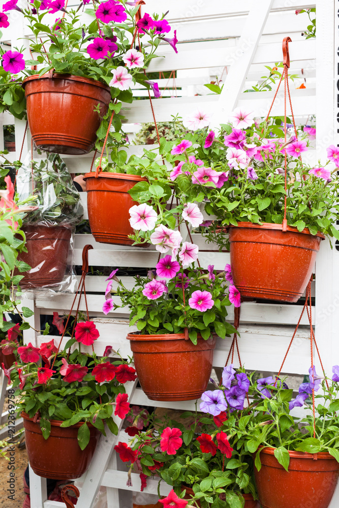 Different flowers in flowers market.