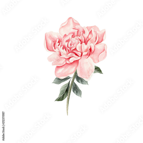 Beautiful Watercolor set with peony. 
