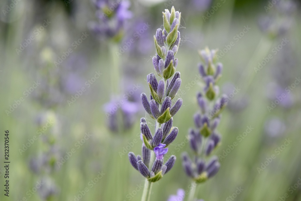 Obraz premium Lavender blossom close-up