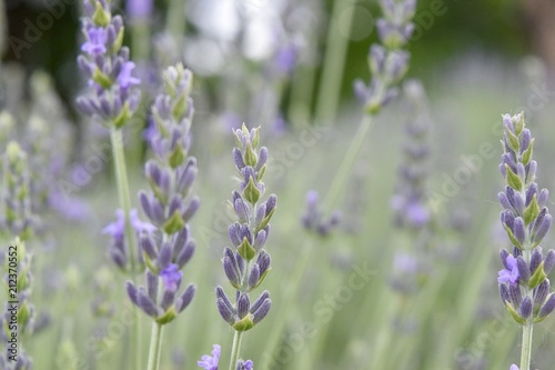 Lavender blossom close up