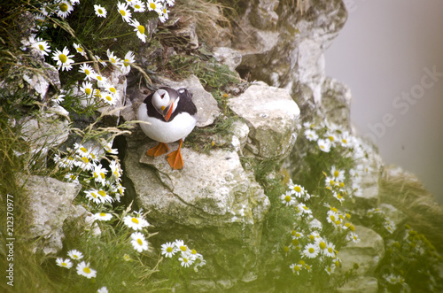 Puffin Looking up by Daisies  photo