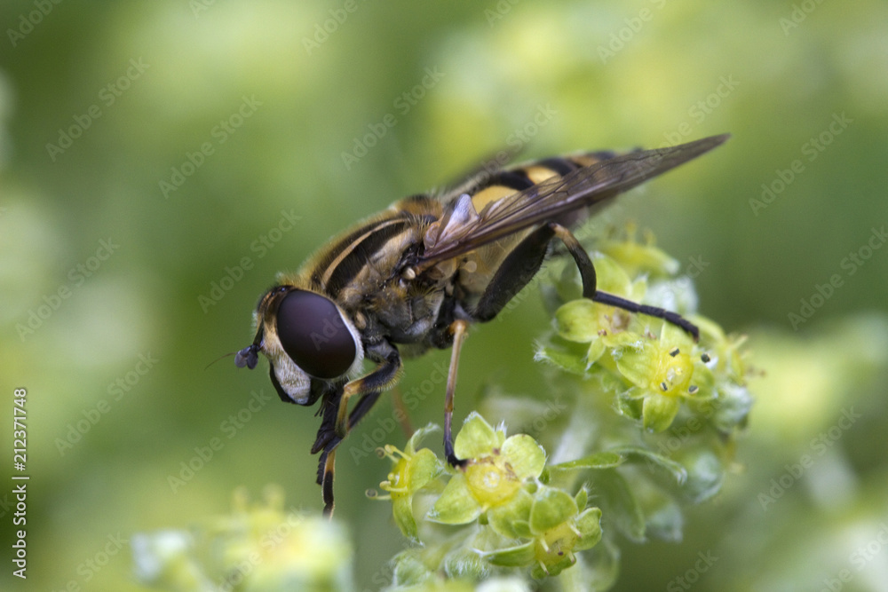 Sun Fly (Helophilus pendulus) on Alpine lady's mantle (Alchemilla alpina) Sun Fly (Helophilus pendulus) on Alpine lady's mantle (Alchemilla alpina)