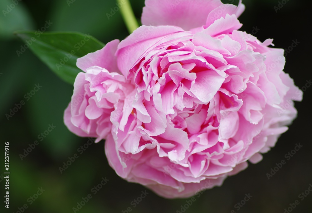 Peony