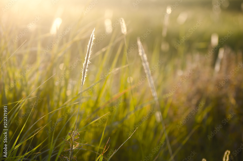 Golden Grains