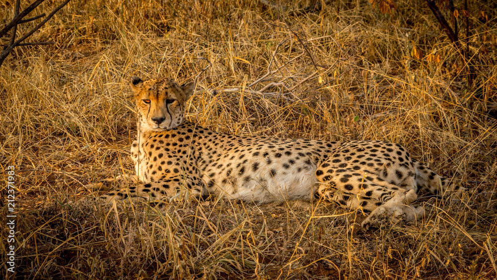 Obraz premium Cheetah in the shade of a tree in South Africa