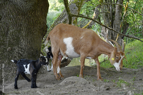 Hausziege (Capra aegagrus hircus) mit Jungtieren - domestic goat  photo