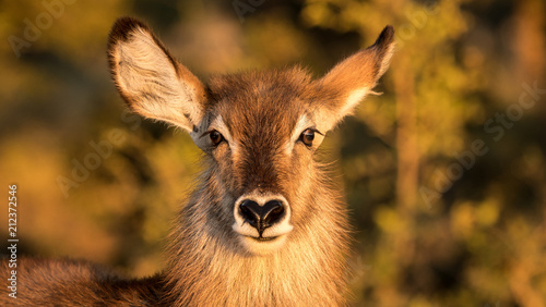beautiful close up of a female waterbuck antelope with a heart shaped nose. 