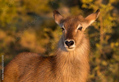 Canvas Print female waterbuck antelope