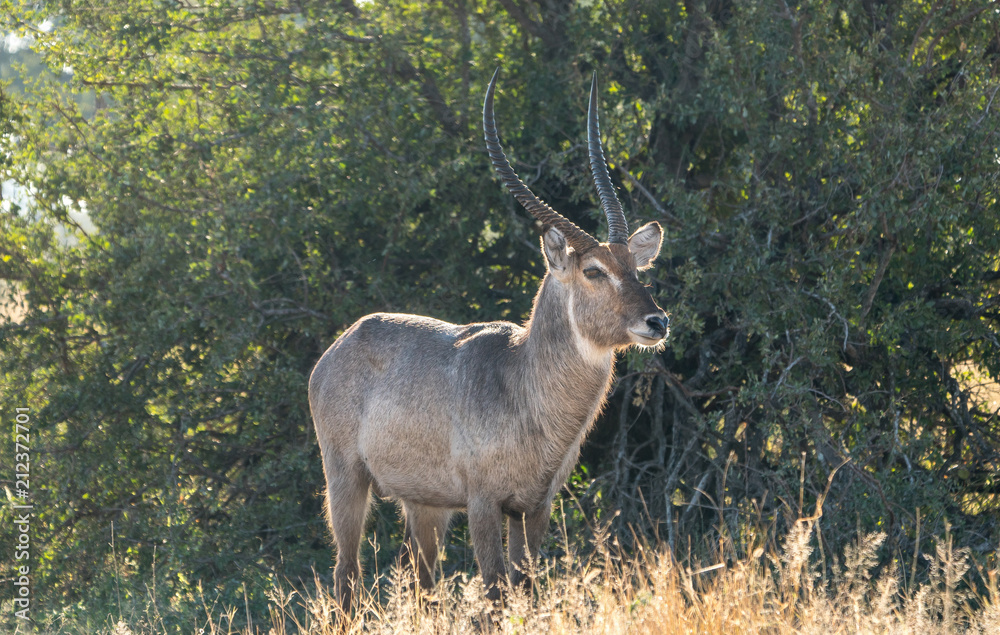 waterbuck antelope in the wild in africa