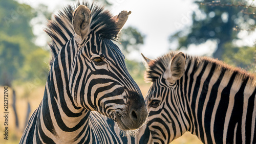 Zebras in close up 