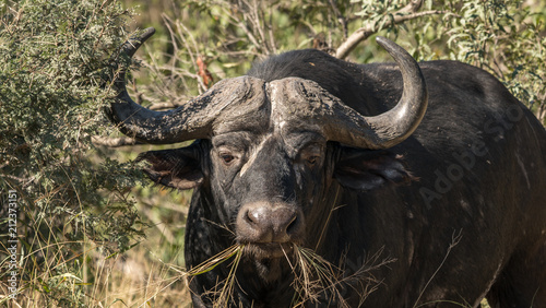 Cape buffalo in south africa in the Kruger park.  © buttbongo