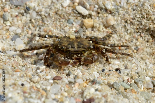 crab in the sand  