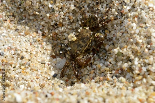 crab in the sand
