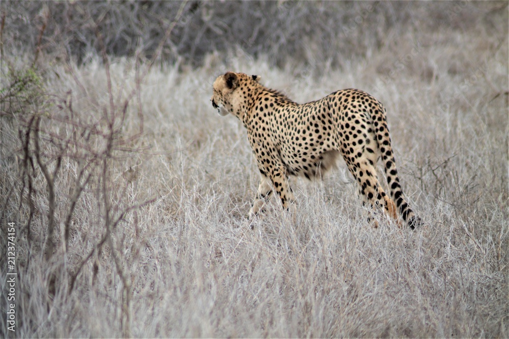 Naklejka premium Cheetah in the grass, South-Africa