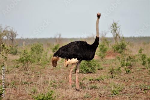 Ostrich in South-Africa