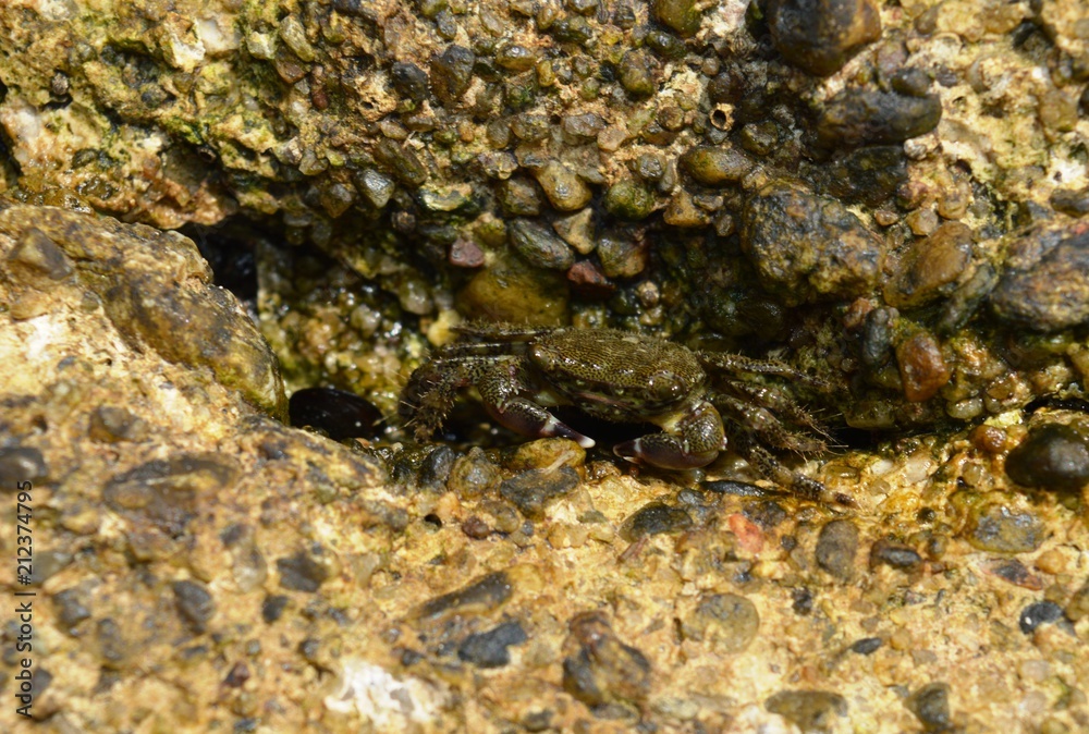 crab on the wall
crab on the wall