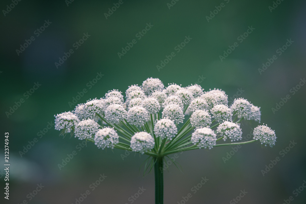 Grande fleur blanche sauvage (Grande ciguë) Stock Photo | Adobe Stock