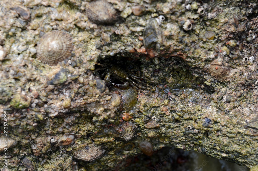 crab on the wall

