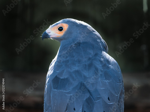 African Harrier Hawk photo