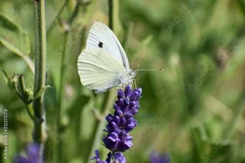 A beautiful white brimstone butterfly on a colorful lavender blossom