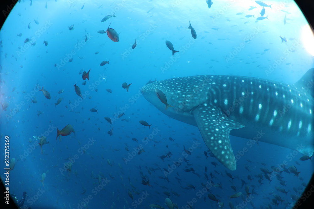 Naklejka premium Raw Unedited Whale Shark from Darwin Island Galapagos