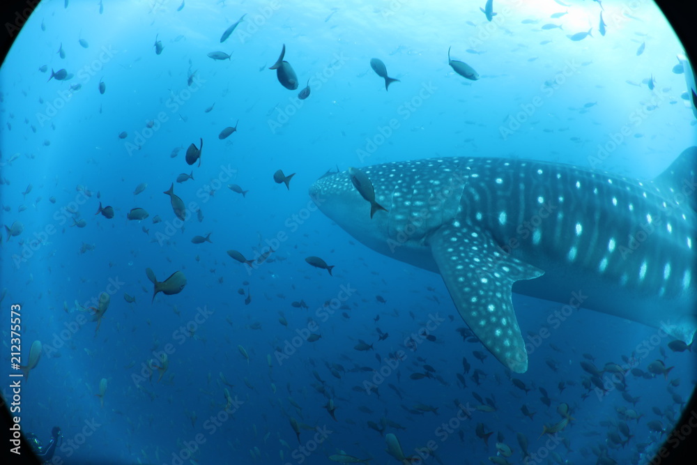 Fototapeta premium Raw Unedited Whale Shark from Darwin Island Galapagos