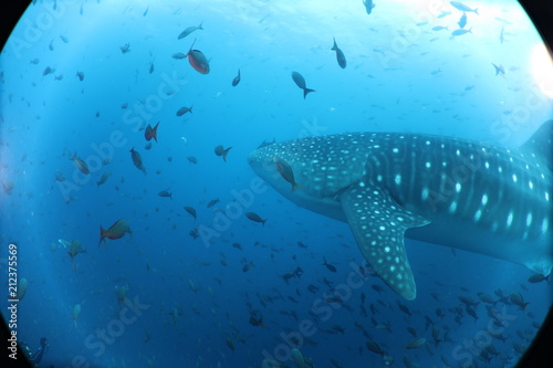 Raw Unedited Whale Shark from Darwin Island Galapagos